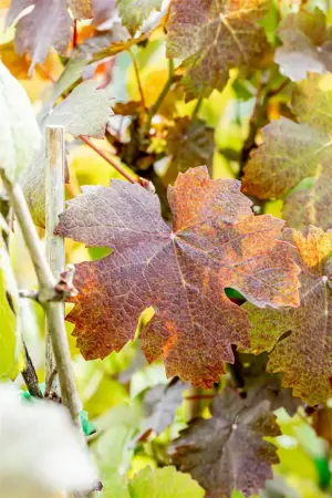 Vitis vinifera 'Purpurea' - 2 Ltr, 3 canes - image 5