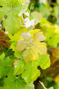 Vitis vinifera 'Purpurea' - 80-100 CM C2 CANED - image 2