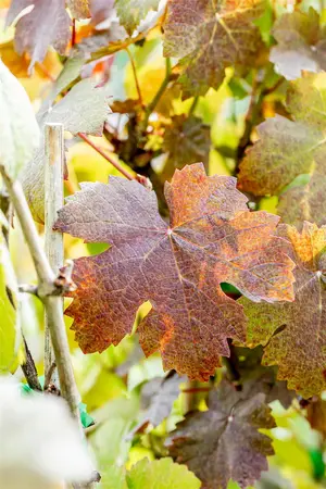 Vitis vinifera 'Purpurea' - 80-100 CM C2 CANED - image 5