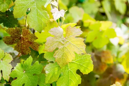 Vitis vinifera 'Purpurea' - 2 Ltr, 3 canes - image 3