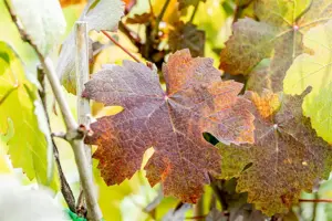 Vitis vinifera 'Purpurea' - 2 Ltr, 3 canes - image 4