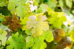 Vitis vinifera 'Purpurea' - 80-100 CM C2 CANED - image 3