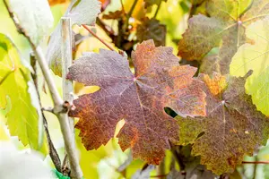 Vitis vinifera 'Purpurea' - 80-100 CM C2 CANED - image 4
