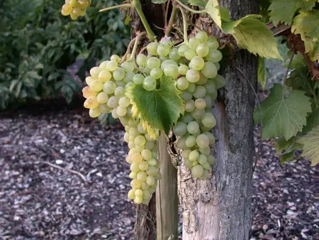 Vitis vinifera 'Solaris' - 2 Ltr, 3 canes - image 2