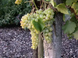 Vitis vinifera 'Solaris' - 2 Ltr, 3 canes - image 2