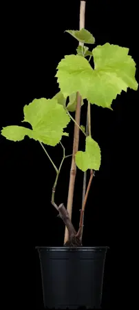Vitis vinifera 'Solaris' - 2 Ltr, 3 canes - image 1