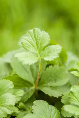 Waldsteinia ternata - P9 - image 5