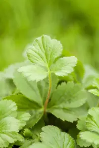 Waldsteinia ternata - P9 - image 5