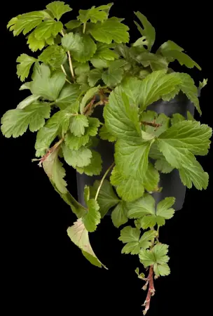 Waldsteinia ternata - P9 - image 1