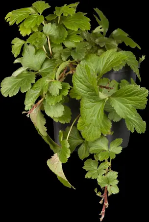 Waldsteinia ternata - PLUG/CELGROWN 100 CEL TRAY - image 1