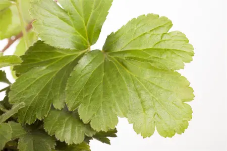 Waldsteinia ternata - 30-40 CM C5 - image 1