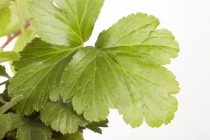 Waldsteinia ternata - 30-40 CM C5 - image 1