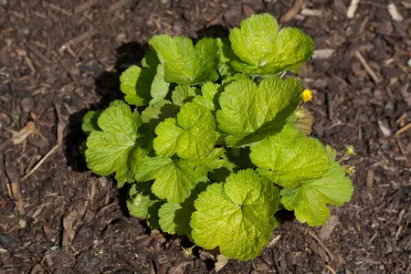 Waldsteinia ternata - 30-40 CM C5 - image 2