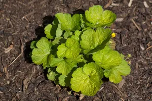 Waldsteinia ternata - 30-40 CM C5 - image 2