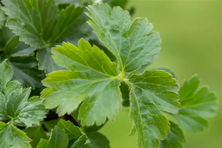 Waldsteinia ternata - 30-40 CM C5 - image 5