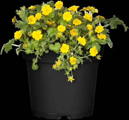 Waldsteinia ternata - P9 - image 4