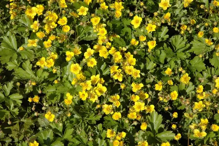 Waldsteinia ternata - 30-40 CM C5 - image 4