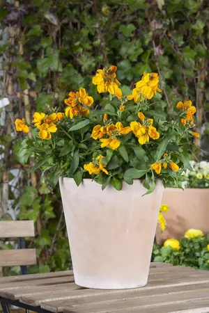 WALLFLOWER DWARF MIXED 6 pack - image 3