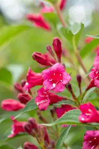 Weigela 'Bristol Ruby' - 60-80 CM C6.5 - image 5