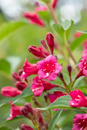 Weigela 'Bristol Ruby' - 150-175 CM C7.5 - image 5