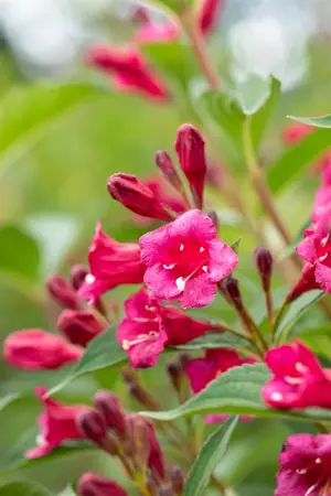 Weigela 'Bristol Ruby' - 10 Ltr pot - image 5