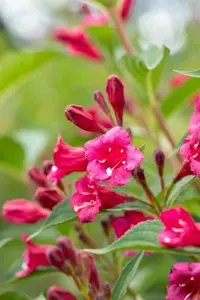 Weigela 'Bristol Ruby' - 10 Ltr pot - image 5