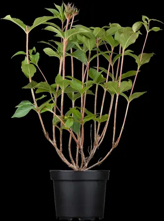 Weigela 'Bristol Ruby' - 40-60 CM C5 - image 2