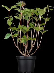 Weigela 'Bristol Ruby' - 40-60 CM C5 - image 2