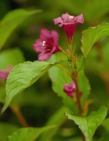 Weigela 'Bristol Ruby' - 150-175 CM C7.5 - image 3