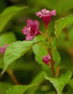 Weigela 'Bristol Ruby' - 40-60 CM C10 - image 1