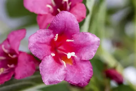 Weigela 'Bristol Ruby' - 175-200 CM RB - image 4