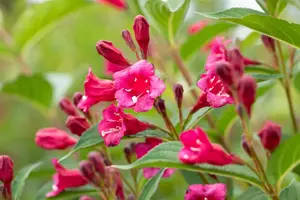 Weigela 'Bristol Ruby' - 40-60 CM C10 - image 4