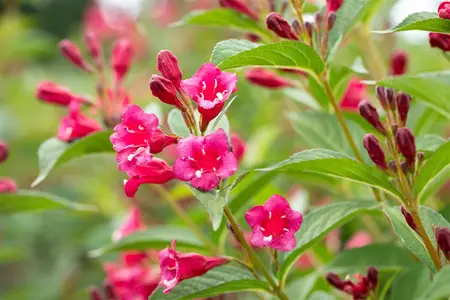 Weigela 'Bristol Ruby' - 40-60 CM C10 - image 5
