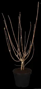 Weigela 'Bristol Ruby' - 60-80 CM C6.5 - image 1