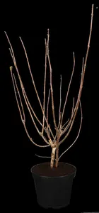 Weigela 'Bristol Ruby' - 10 Ltr pot - image 1