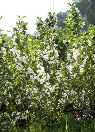Weigela 'Bristol Snowflake' - 30-40 CM C3