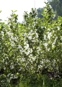 Weigela 'Bristol Snowflake' - 30-40 CM C3