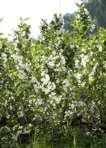 Weigela 'Bristol Snowflake' - P9