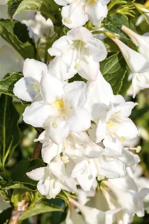 Weigela 'Candida' - 40-60 CM C10