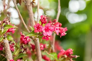 Weigela 'Courtadur' - 100-125 CM C7.5 - image 5