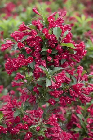 Weigela 'Courtared' - LINERS 18 CEL TRAY P9 SIZE - image 2
