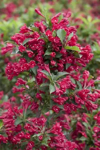 Weigela 'Courtared' - LINERS 18 CEL TRAY P9 SIZE - image 2