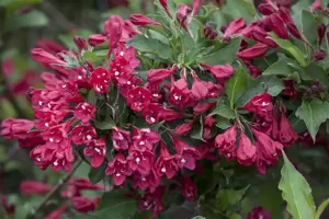 Weigela 'Courtared' - LINERS 18 CEL TRAY P9 SIZE - image 2