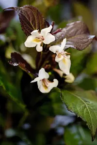 Weigela 'Ebony & Ivory'? - P10.5 - image 1