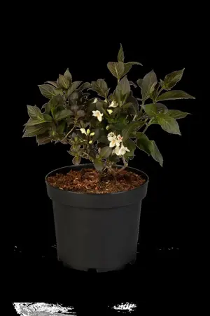 Weigela 'Ebony & Ivory'? - 30-40 CM C3.5 - image 2