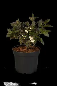Weigela 'Ebony & Ivory'? - 30-40 CM C3.5 - image 2