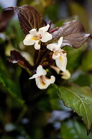 Weigela 'Ebony & Ivory'? - 25-30 CM C3 - image 1