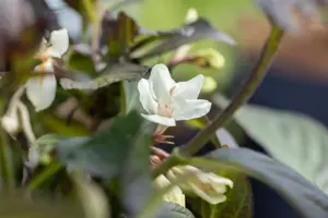 Weigela 'Ebony & Ivory'? - 30-40 CM C3.5 - image 3