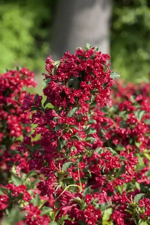 Weigela 'Eva Rathke' - 2 Ltr pot - image 1