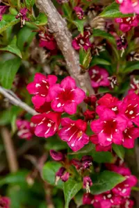 Weigela 'Eva Rathke' - 2 Ltr pot - image 3